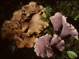 Gomphus clavatus image