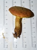 Aureoboletus innixus image