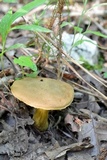 Aureoboletus innixus image