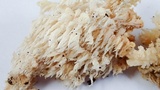 Hericium abietis image