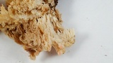 Hericium abietis image