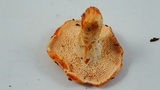 Hydnum oregonense image