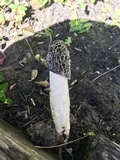 Phallus hadriani image