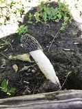 Phallus hadriani image