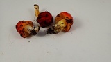 Hygrocybe aurantiosplendens image
