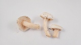 Hygrophorus eburneus image