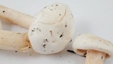 Hygrophorus eburneus image