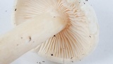 Hygrophorus eburneus image