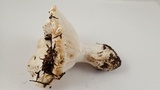 Hygrophorus ponderatus image