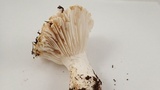 Hygrophorus ponderatus image