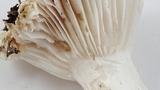 Hygrophorus ponderatus image