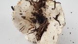 Hygrophorus ponderatus image