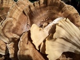Meripilus sumstinei image