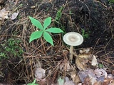 Amanita sect. Vaginatae image