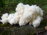 Hericium americanum image