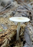 Amanita velatipes image