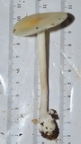 Amanita velatipes image