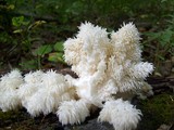 Hericium americanum image