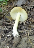 Amanita parcivolvata image