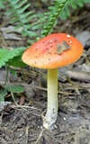 Amanita parcivolvata image