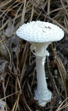 Amanita abrupta image