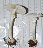 Amanita abrupta image