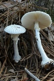 Amanita abrupta image