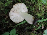 Russula pectinatoides image