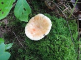 Russula pectinatoides image