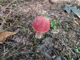 Chalciporus pseudorubinellus image