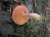 Chalciporus pseudorubinellus image