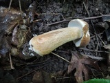 Boletus variipes var. fagicola image