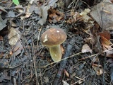 Boletus variipes var. fagicola image