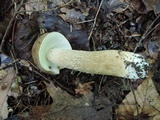 Boletus variipes image
