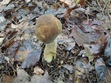 Boletus variipes var. fagicola image