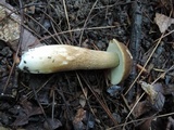 Boletus variipes var. fagicola image
