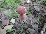 Tylopilus badiceps image