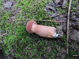 Tylopilus badiceps image