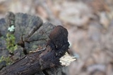 Galiella rufa image