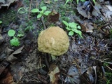 Leccinellum quercophilum image