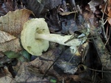 Leccinellum quercophilum image