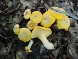 Cantharellus phasmatis image