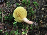 Phylloporus leucomycelinus image