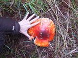 Amanita amerimuscaria image