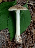 Amanita brunnescens image