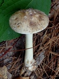 Amanita brunnescens image