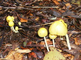 Bolbitius vitellinus image