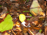 Bolbitius vitellinus image