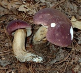 Tylopilus rubrobrunneus image