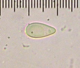 Tylopilus rubrobrunneus image